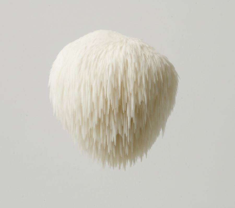 Lion's Mane Fruiting Body