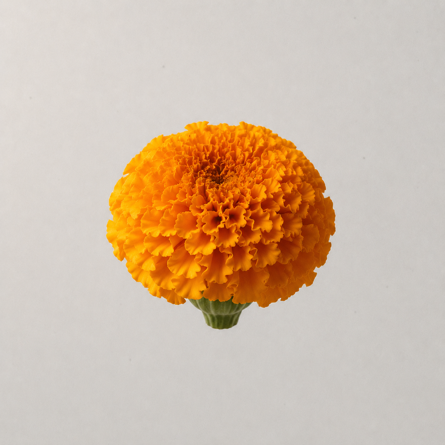 Lutein