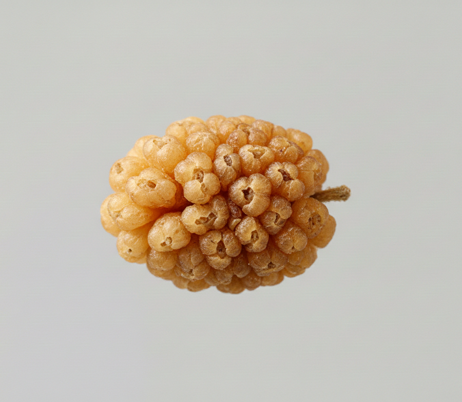 Mulberry