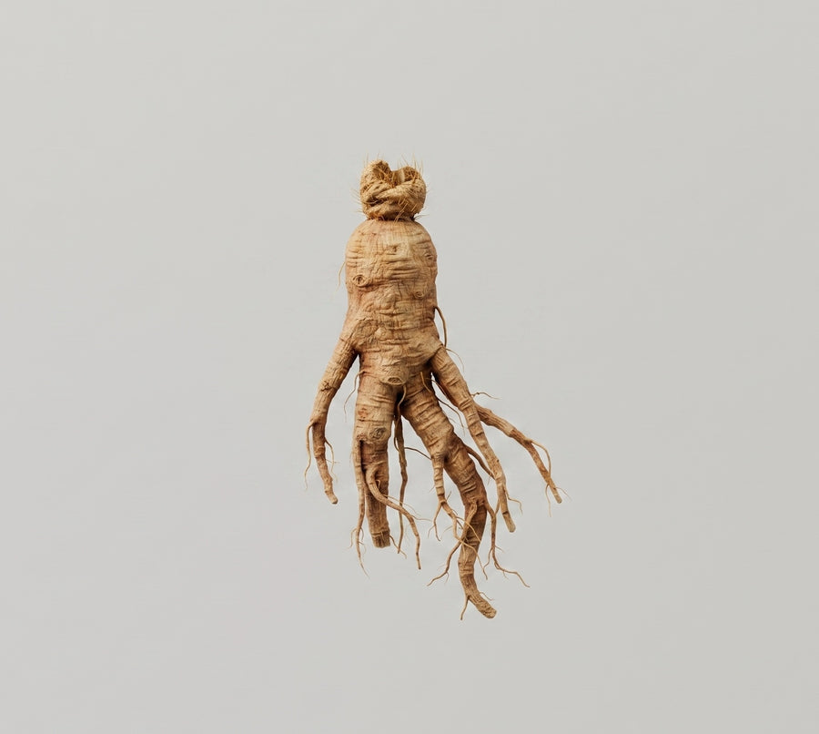 Panax Ginseng